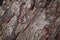 Old oak tree bark closeup texture photo. Rustic tree trunk closeup.