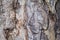 Old oak tree bark closeup texture photo. Rustic tree trunk closeup.