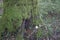 The old oak tree covered with a moss in the autumn wood with Mushrooms a ground