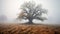 Old oak tree in foggy morning. Panoramic image. Generative AI