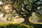 Old Oak Tree Foliage in Morning Light, Majestic Nature Photography