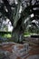 An old oak tree with graves among its roots