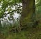 Old oak tree with a massive trunk on the shore of a pond, close up