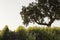 An old oak tree stands guard over a young vineyard