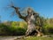 The old oak tree of Sveti Petar on a sunny day in spring