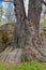 Old oak tree. Waldermarsudde, Stockholm, Sweden