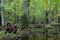 Old oak tree and water in fall forest