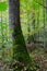 Old oak tree and water in fall forest