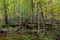 Old oak tree and water in late fall forest