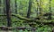 Old oak tree and water in late fall forest