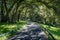 Old oak trees arch over a paved jogging path making partial shade on a hot sunny day