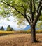 Old oak trees and golden yellow grapevines in late autumn