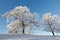 Old Oak trees on the hill