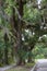 Old oaks along a road in Florida