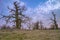 Old oaks. Dusk in Rogalin Landscape Park. Grazing meadows on the floodplains - Warta river valley