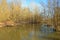 Old oaks forest on the lake coast