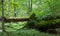 Old oaks tree broken lying in spring forest