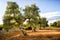 Old olive grove at sunset in Puglia Apulia â€“ Italy