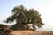 Old olive-tree