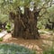 Old olive tree