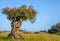 Old olive tree on blue sky and Flowery Landscape in Alentejo