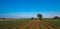 Old olive tree in a field - typical tuscan lanscape