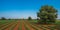 Old olive tree in a field - typical tuscan lanscape