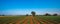 Old olive tree in a field - typical tuscan lanscape