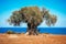 Old olive tree over the sea