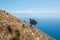 Old olive tree on a steep mountain with blue sea in background