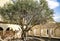 Old olive tree in the territory Monastery of the Silent Monks