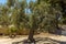 An old Olive trees in the ancient Sicilian city of Agrigento