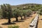 Old olive trees and ancient wall at Melanes traditional village in Naxos. Greece.