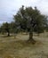 Old olive trees in arid lands