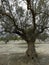 Old olive trees in arid lands