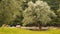 Old olive trees on the background of a spruce forest