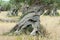 Old Olive Trees in Majorca, Mallorca, Balearic Islands, Spain