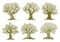 Old olive, willow or oak trees engraved icons
