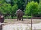 An old one elephant walks in the aviary in the zoo and plucks  the grass on the lawn. Bright sunny weather is outside