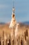 Old open bulrush (Typha latifolia)