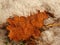 Old and orange dry oak leaf in hoarfrost. First autumn freeze.