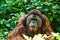 Old Orangutan resting in the shade