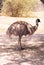 Old ostrich walking in chhatbir zoo, India. Wildlife bird