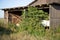 old overgrown barn overgrown with plants