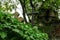 Old overgrown graves and vault in the abandoned cemetery.