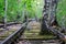 Old, overgrown railroad tracks. A tree has grown between the tracks. A railway that has long been closed.