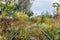 Old overgrown railway in autumn