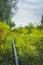 Old overgrown railway in autumn