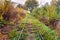 Old overgrown railway in autumn