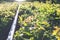 Old overgrown railway tracks in spring time